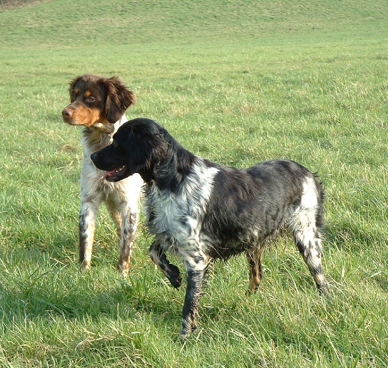 Artémis du Bois de Buisseret
