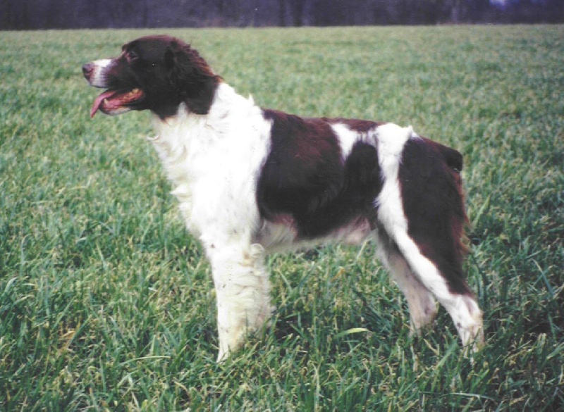 CH. Noucky du Bois de Buisseret